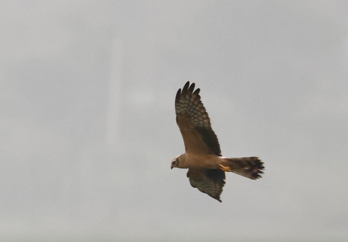 Aguilucho Papialbo - ML645265332