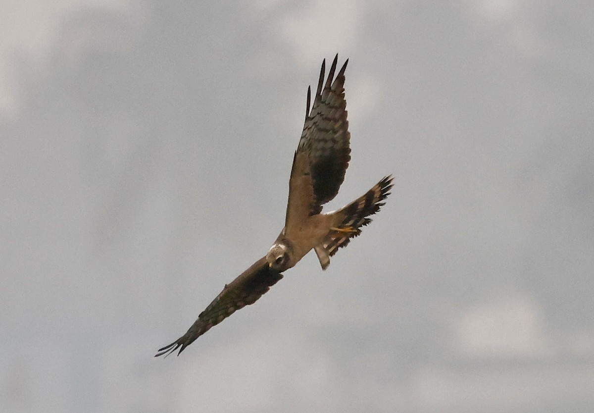 Aguilucho Papialbo - ML645265333