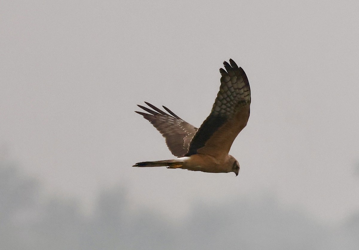 Aguilucho Papialbo - ML645265334