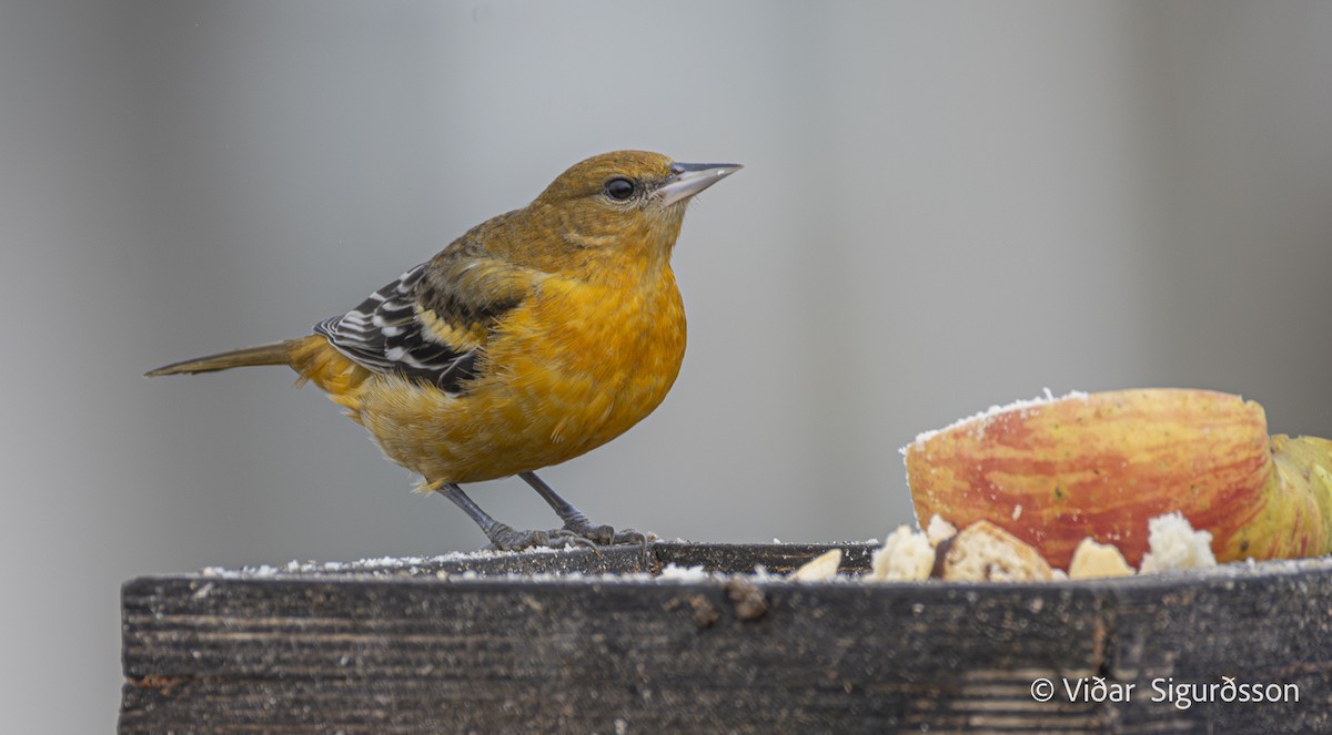 ボルチモアムクドリモドキ - ML645265342