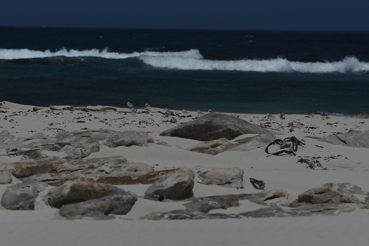 White-fronted Plover - ML645265345