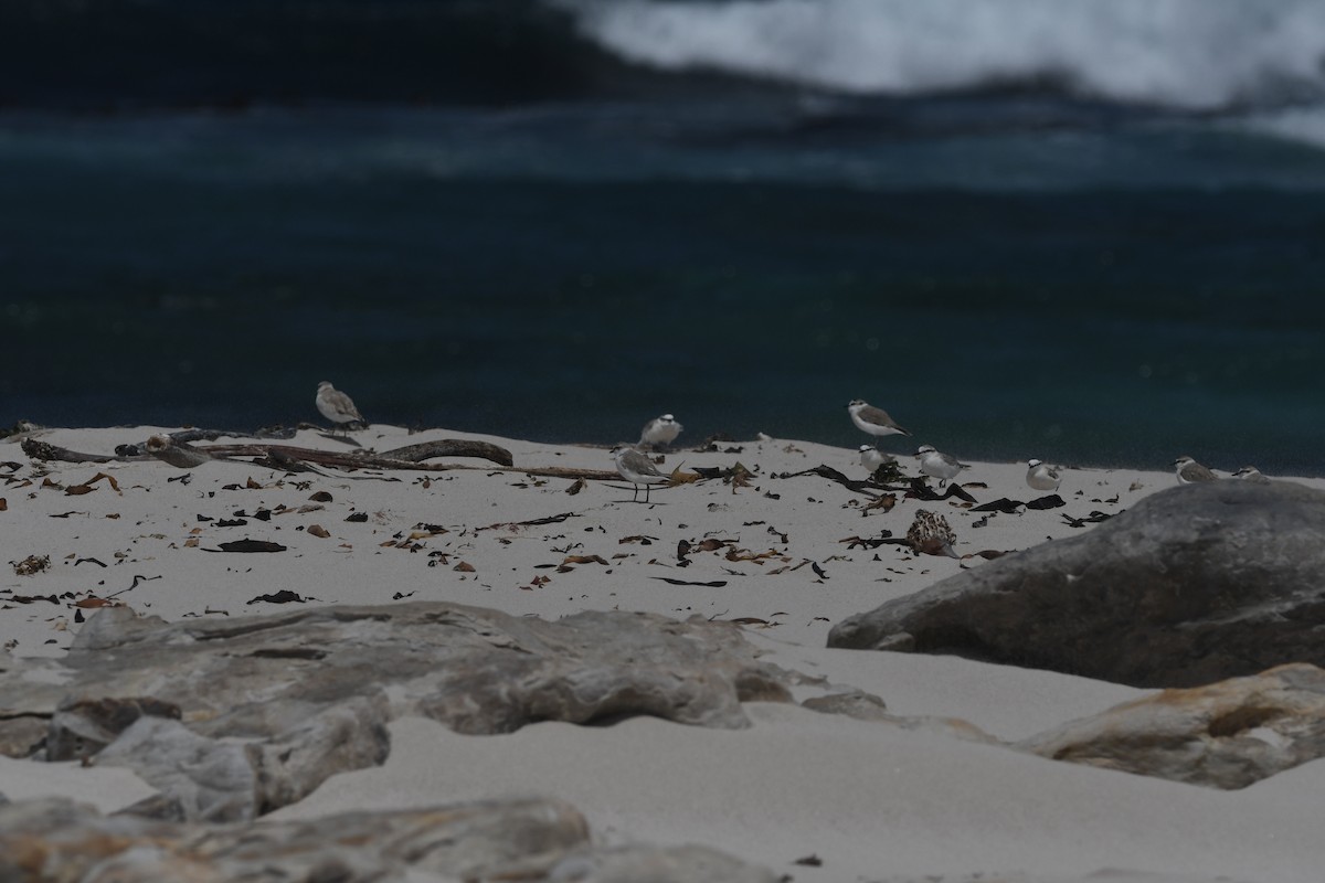 White-fronted Plover - ML645265348