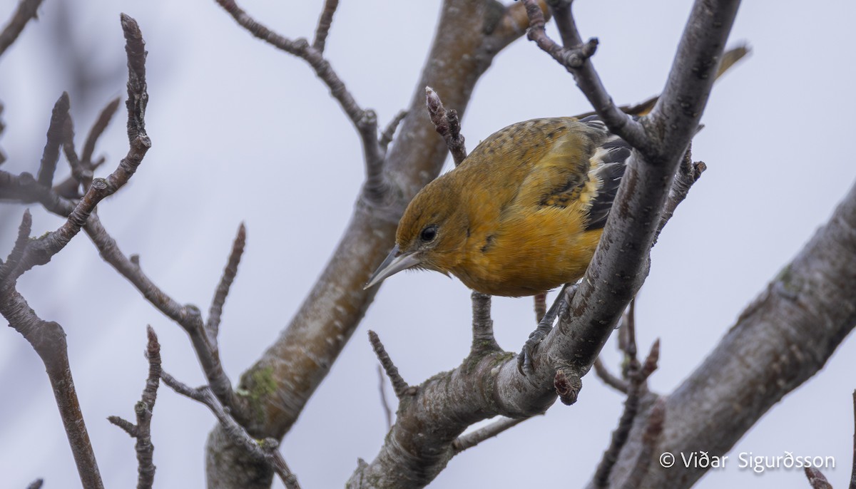 ボルチモアムクドリモドキ - ML645265349