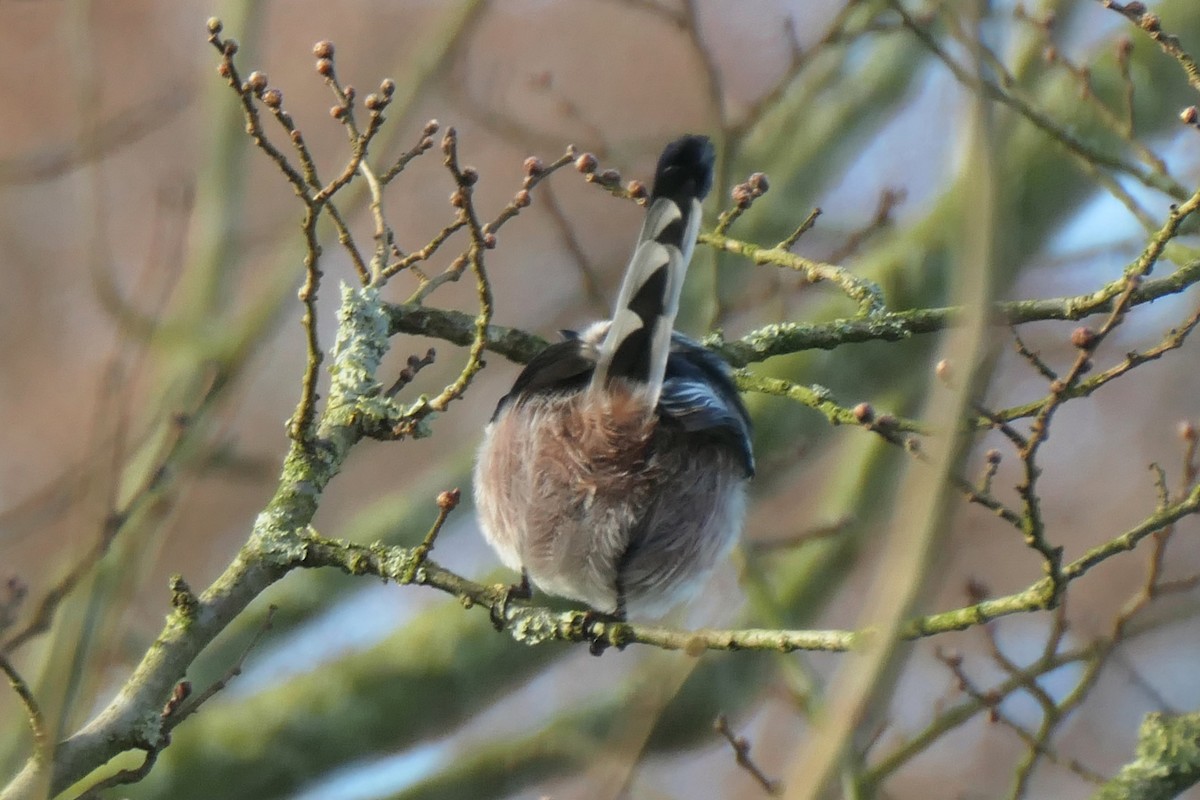 Long-tailed Tit - ML645265352