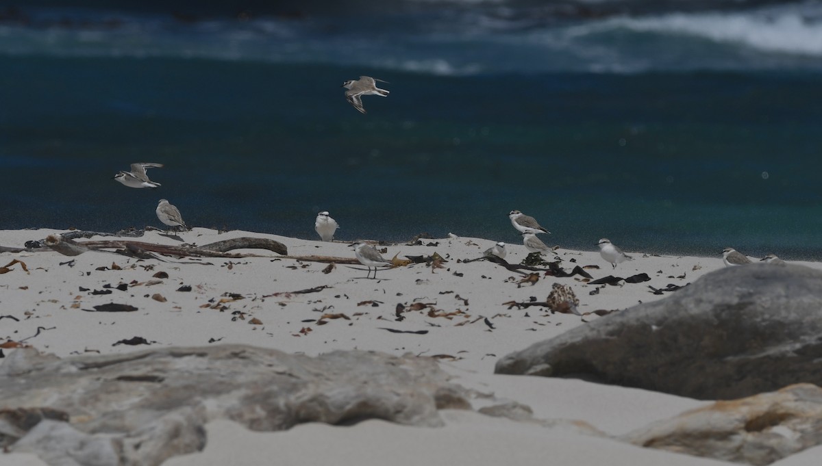 White-fronted Plover - ML645265353