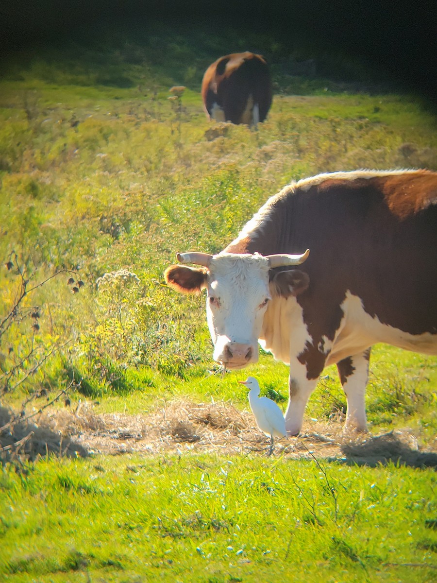 Western Cattle-Egret - ML645265355
