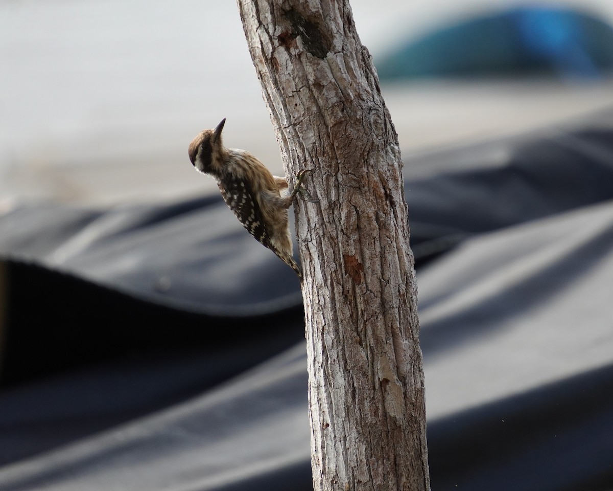 啄木鳥科 - ML645265360