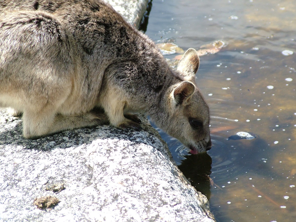 Mareeba Rock Wallaby - ML645265376