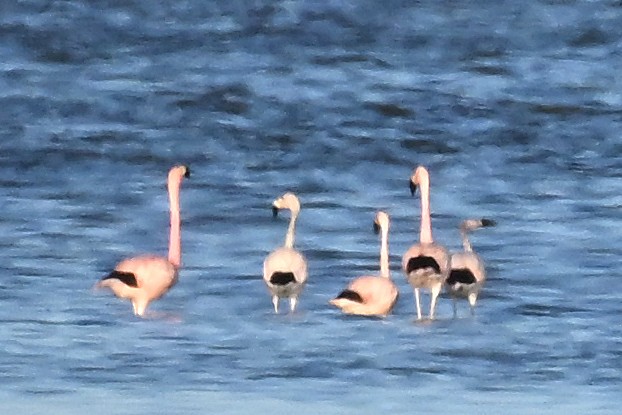 Andean Flamingo - ML645265386