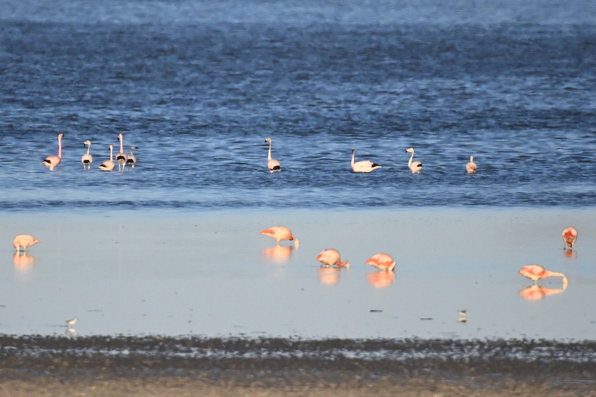 Andean Flamingo - ML645265392