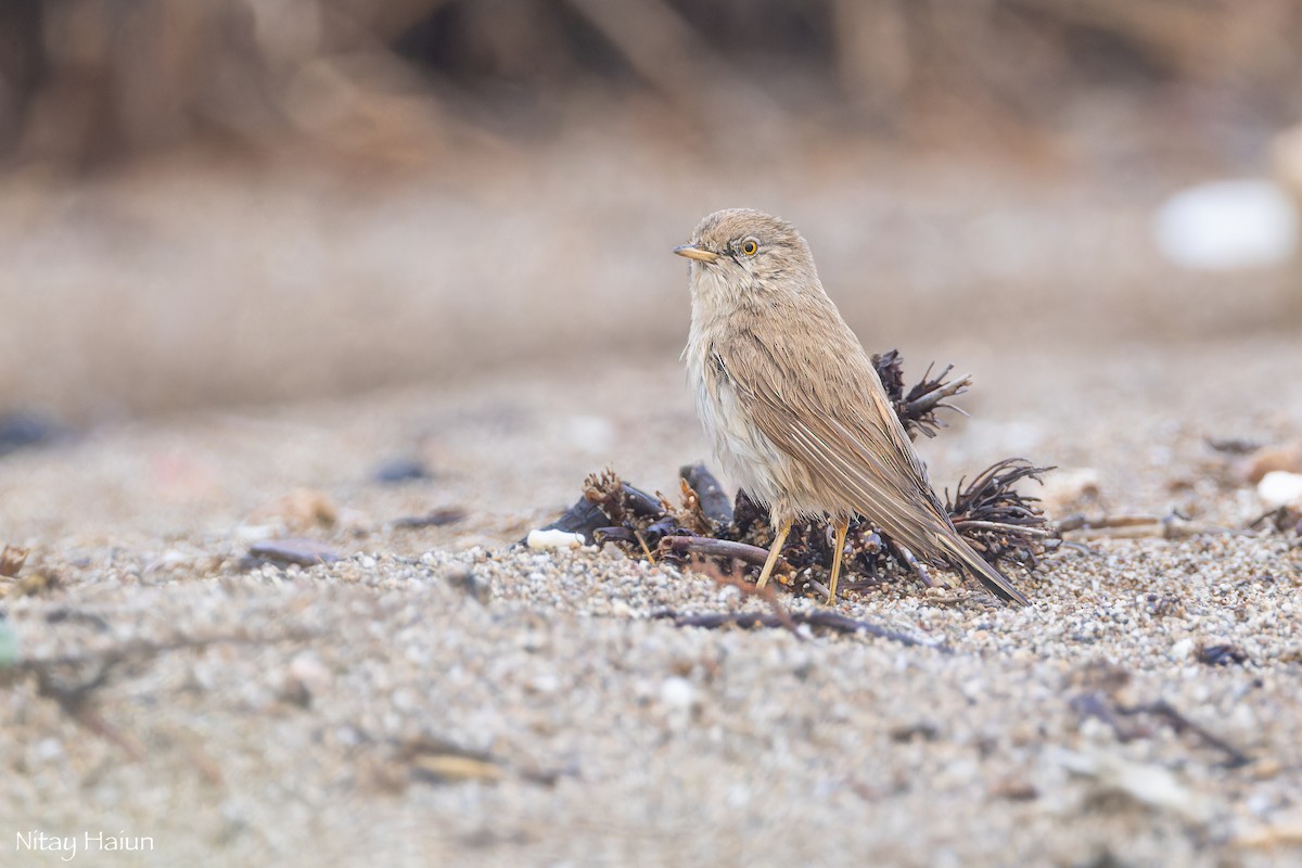 Asian Desert Warbler - ML645265394