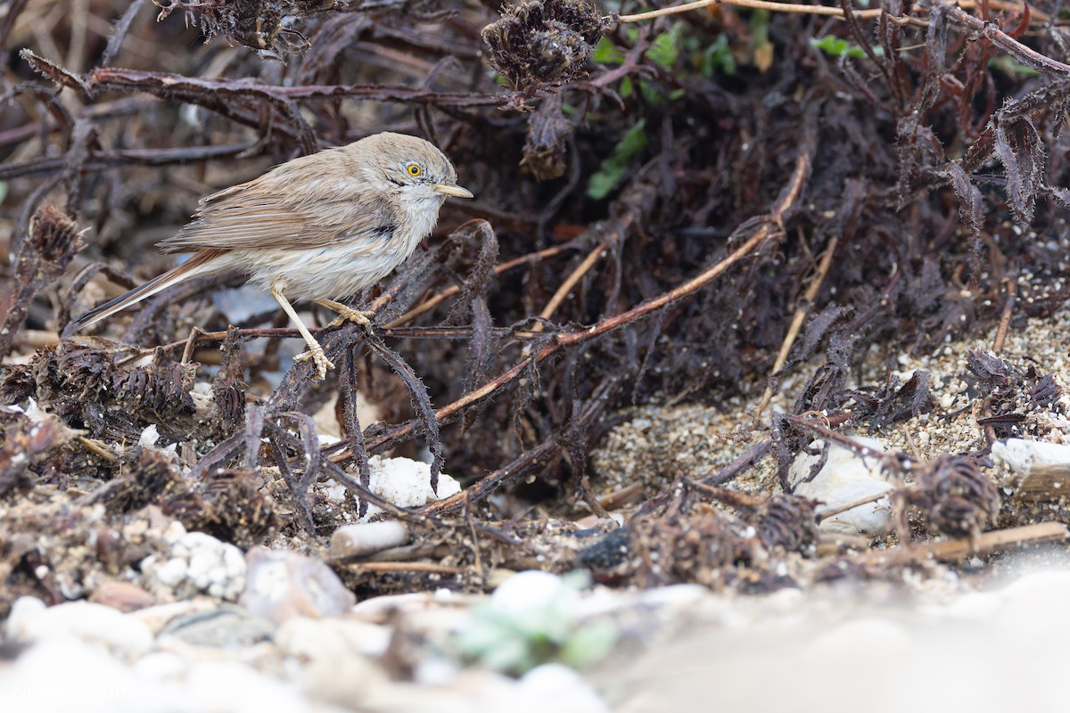 Asian Desert Warbler - ML645265396