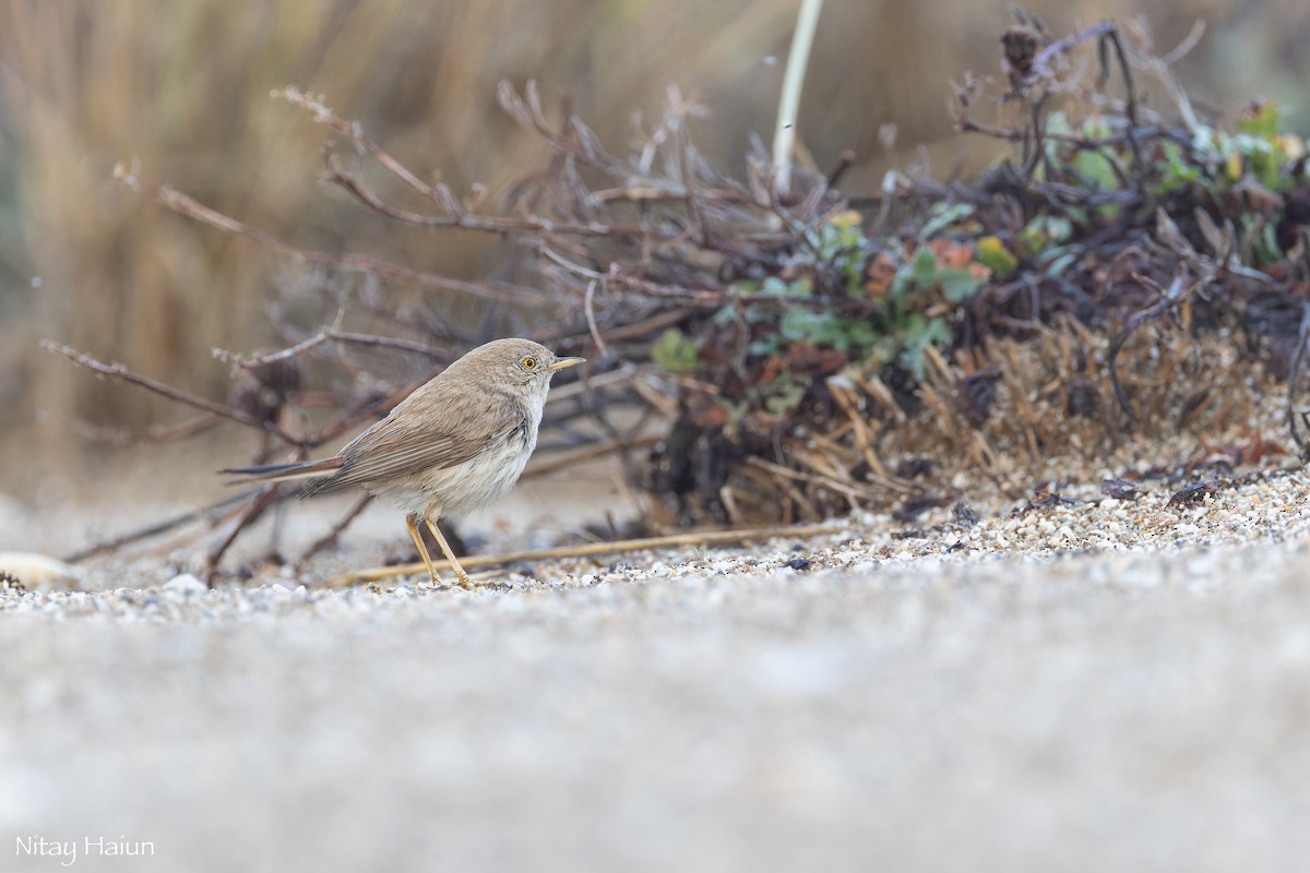 Asian Desert Warbler - ML645265397