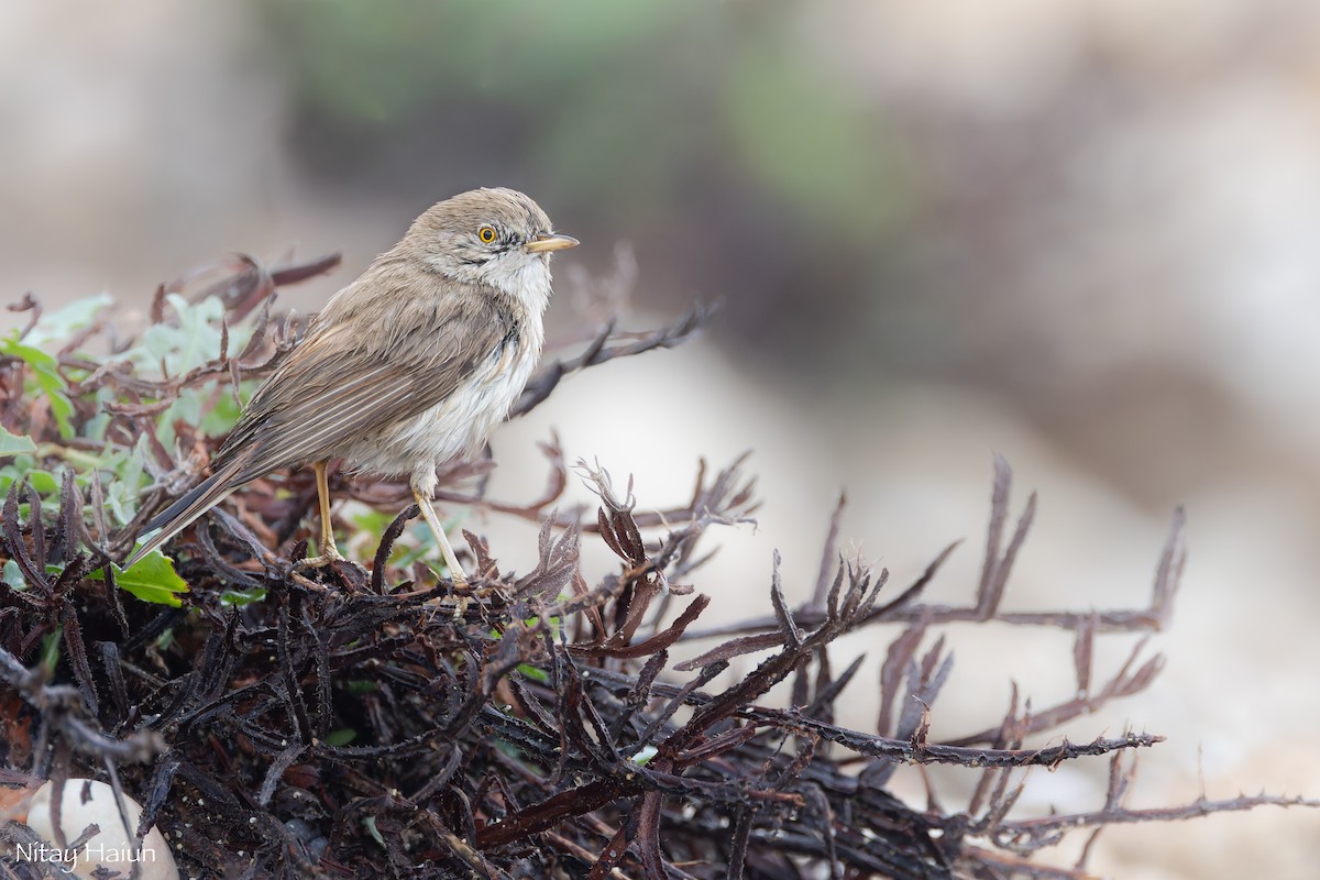 Asian Desert Warbler - ML645265398