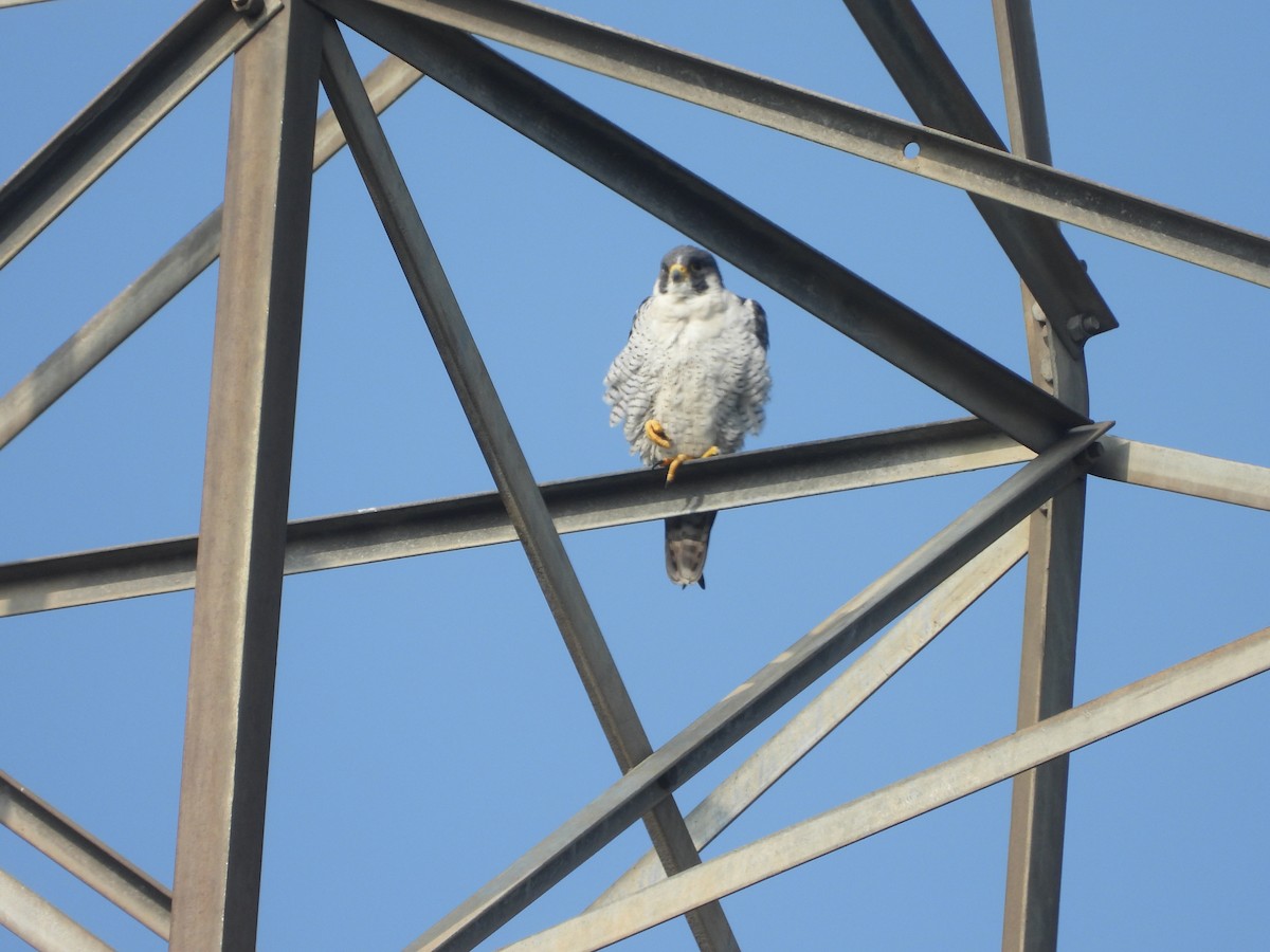 Peregrine Falcon - ML645265400