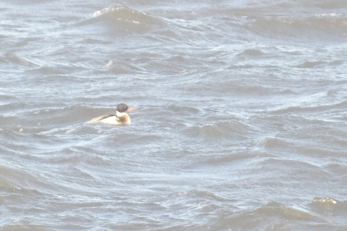 Serreta Mediana - ML645265407