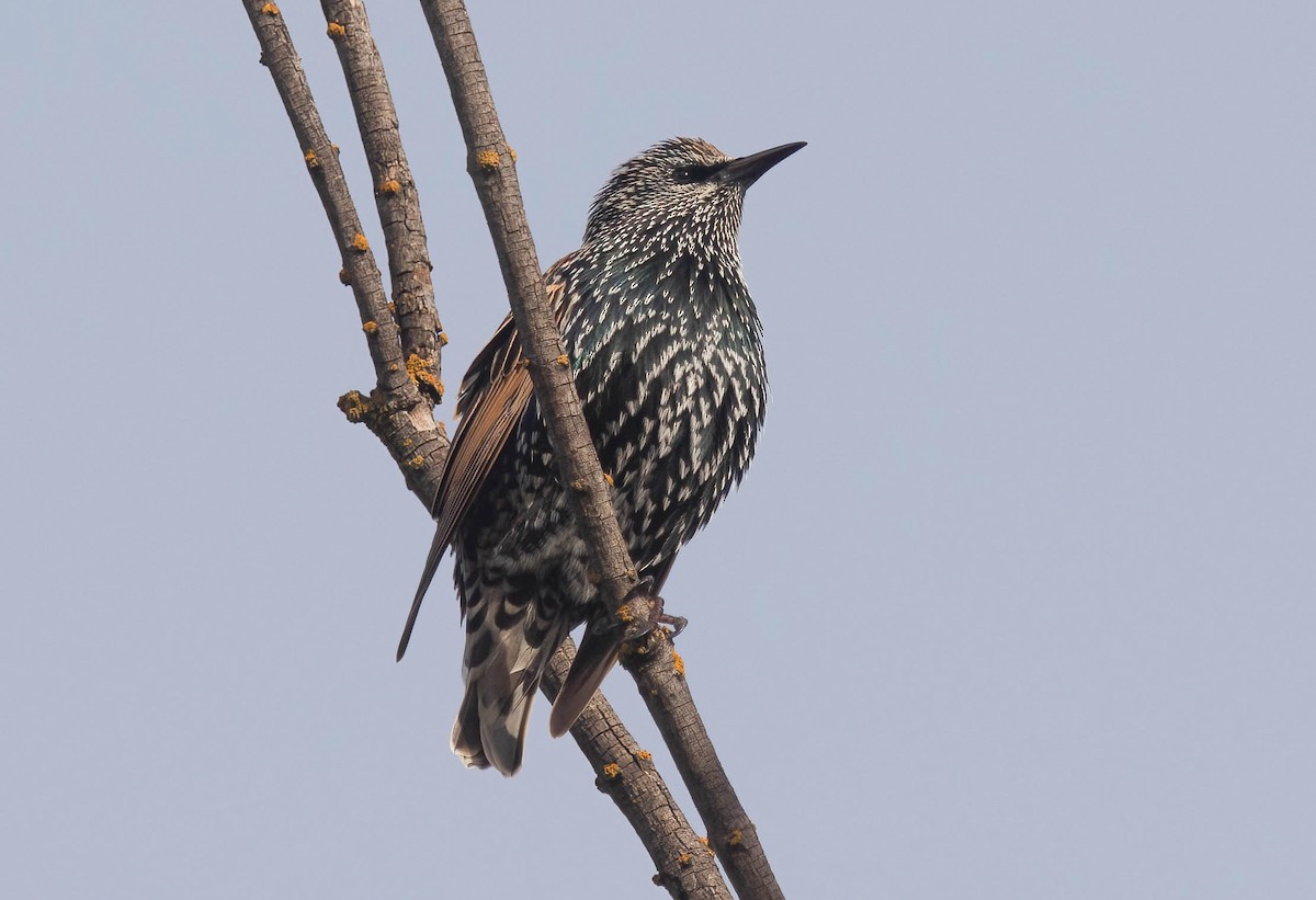 Шпак звичайний - ML645265410