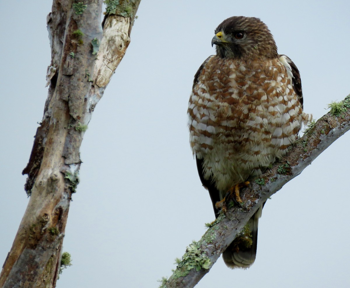 Broad-winged Hawk - ML645265411
