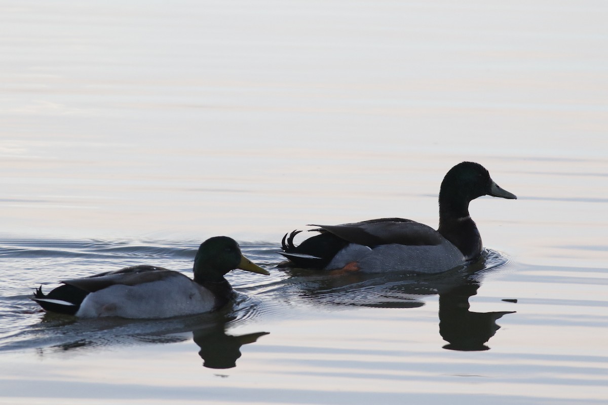 Mallard - ML645265418