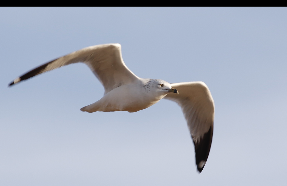 Ring-billed Gull - ML645265420