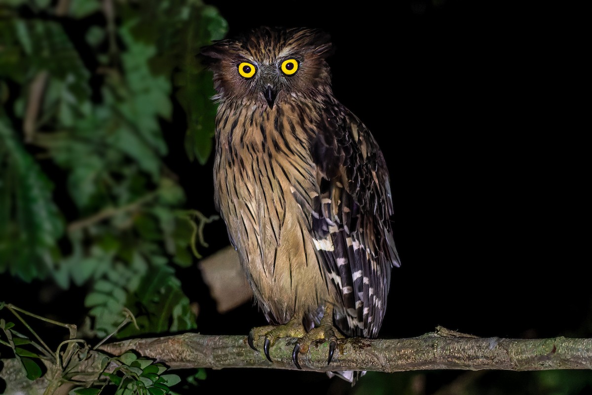 Buffy Fish-Owl - ML645265422