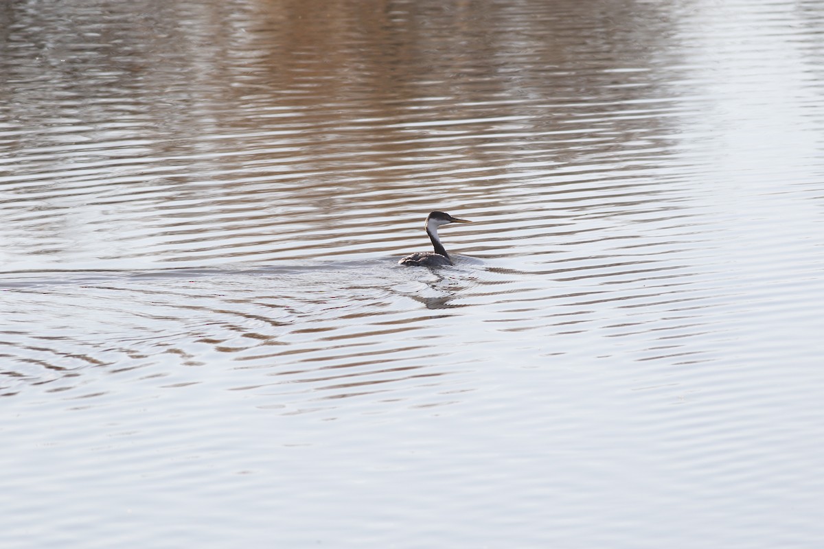 Western Grebe - ML645265424