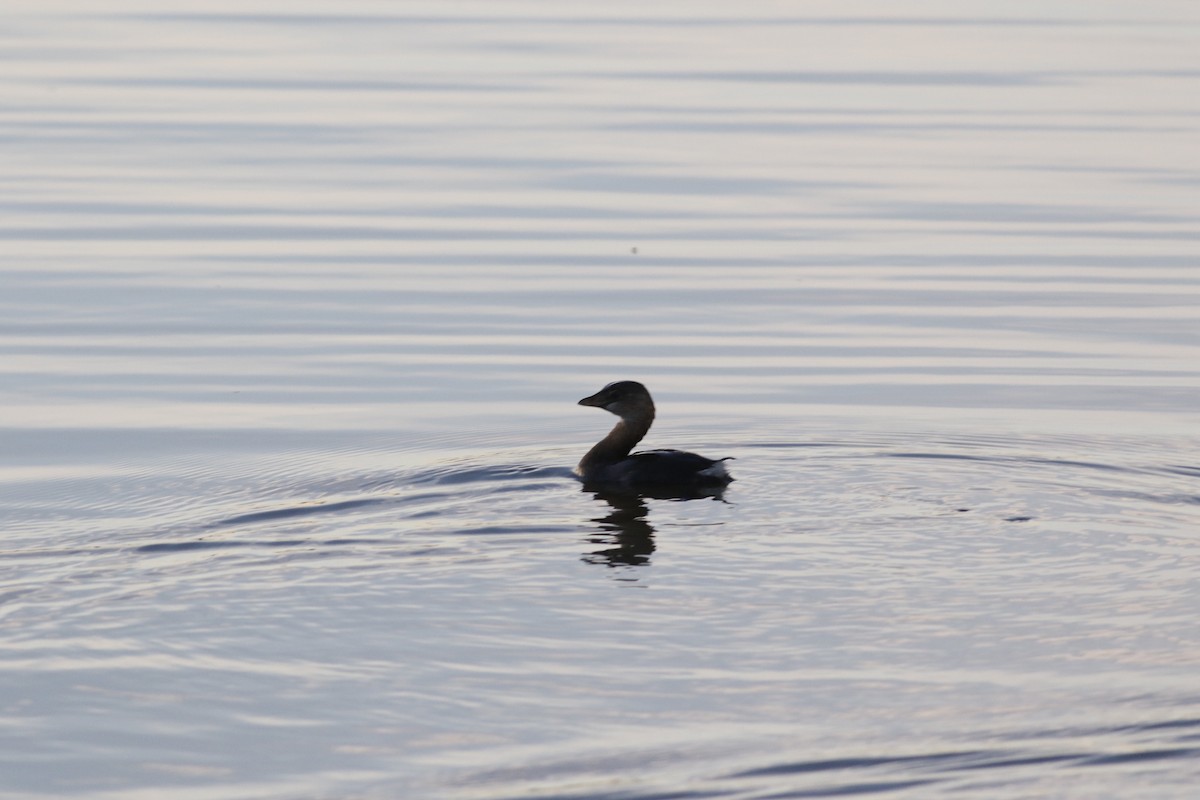 Pied-billed Grebe - ML645265425
