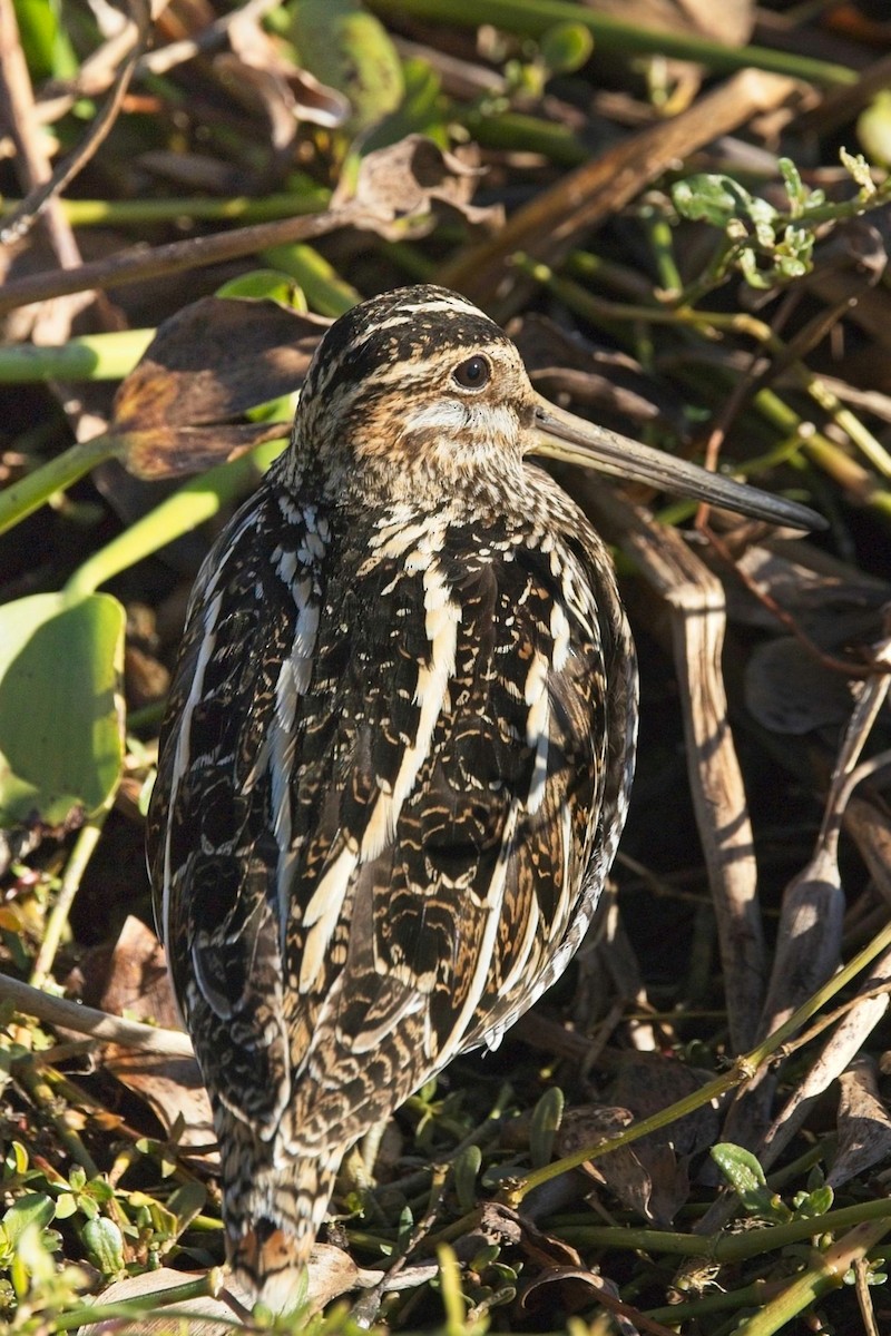 Wilson's Snipe - ML645265426