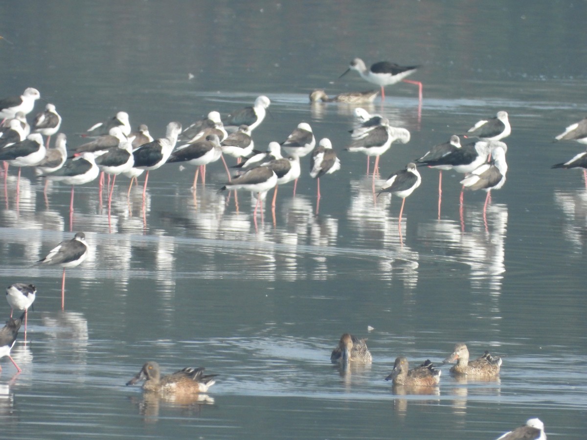 Black-winged Stilt - ML645265427