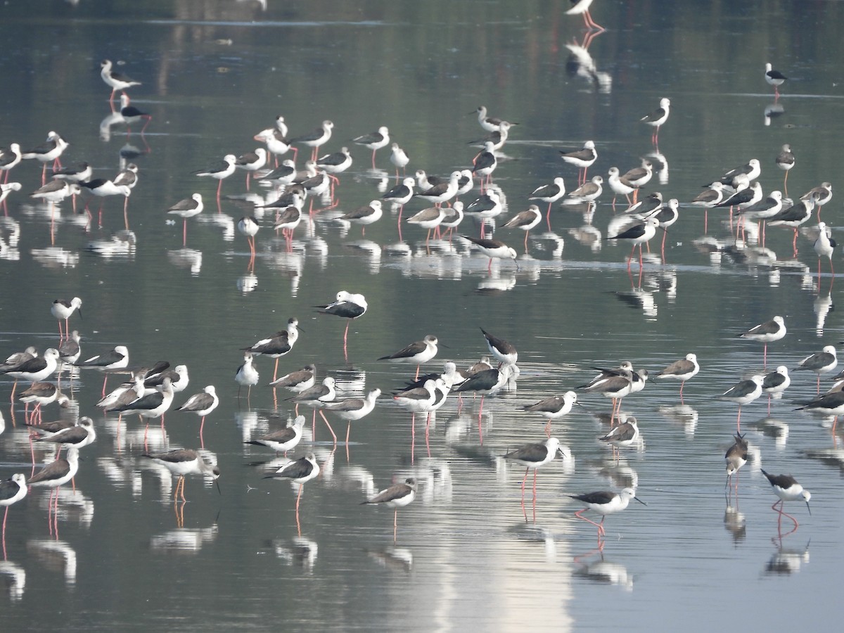 Black-winged Stilt - ML645265428
