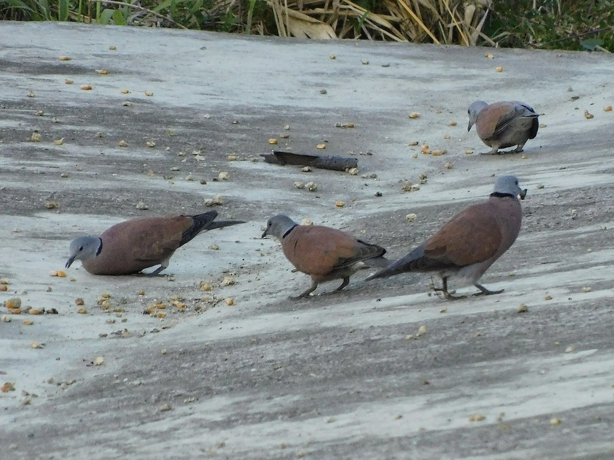Red Collared-Dove - ML645265429