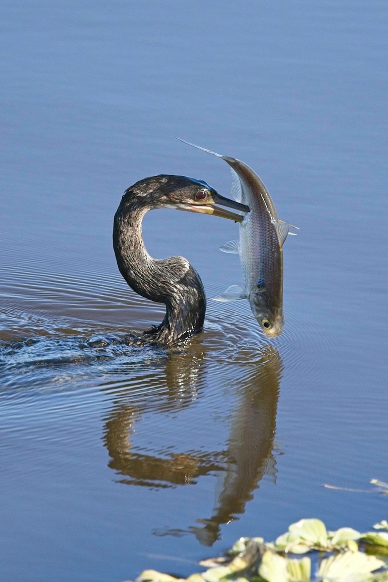 Anhinga - ML645265430