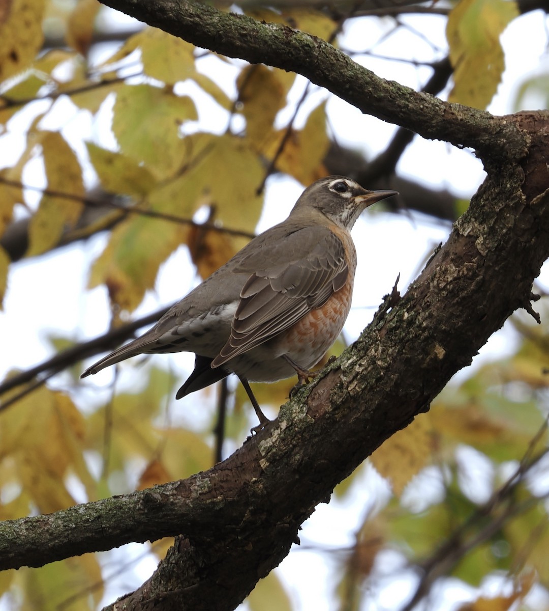 American Robin - ML645265431