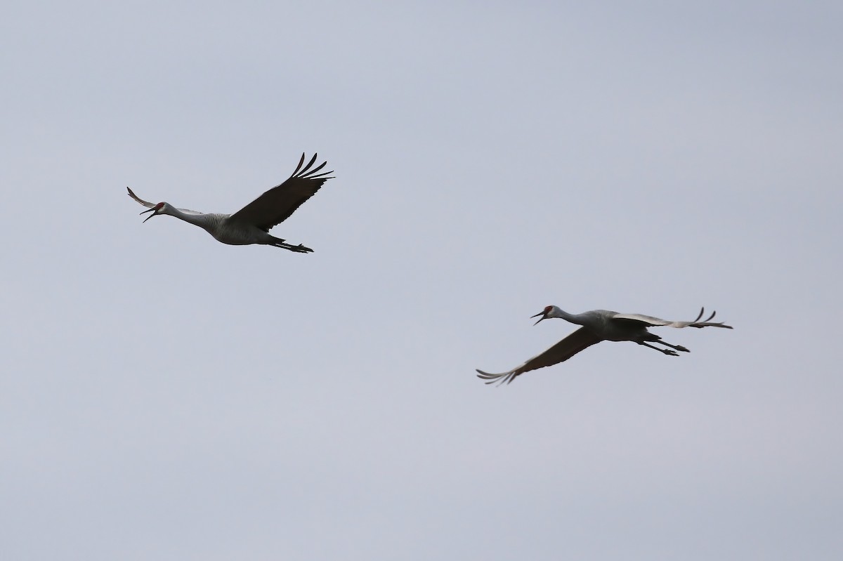 Sandhill Crane - ML645265433