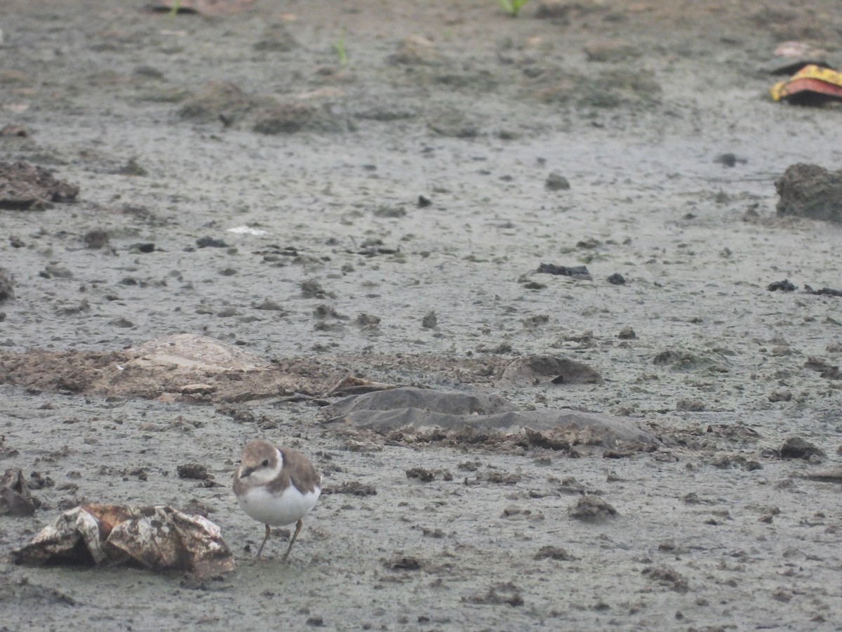 Little Ringed Plover - ML645265434