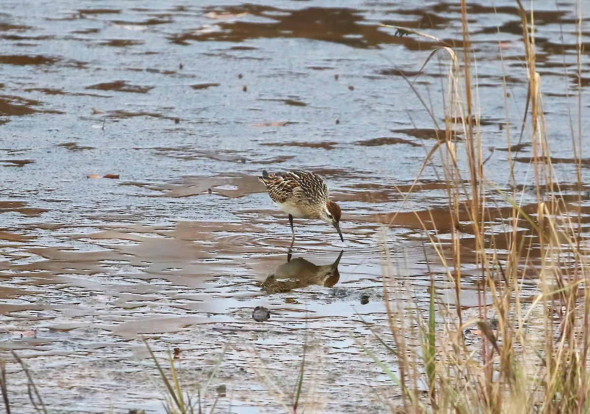 Sharp-tailed Sandpiper - ML645265442