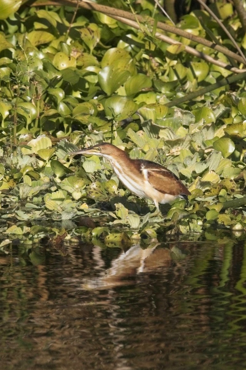 Least Bittern - ML645265454