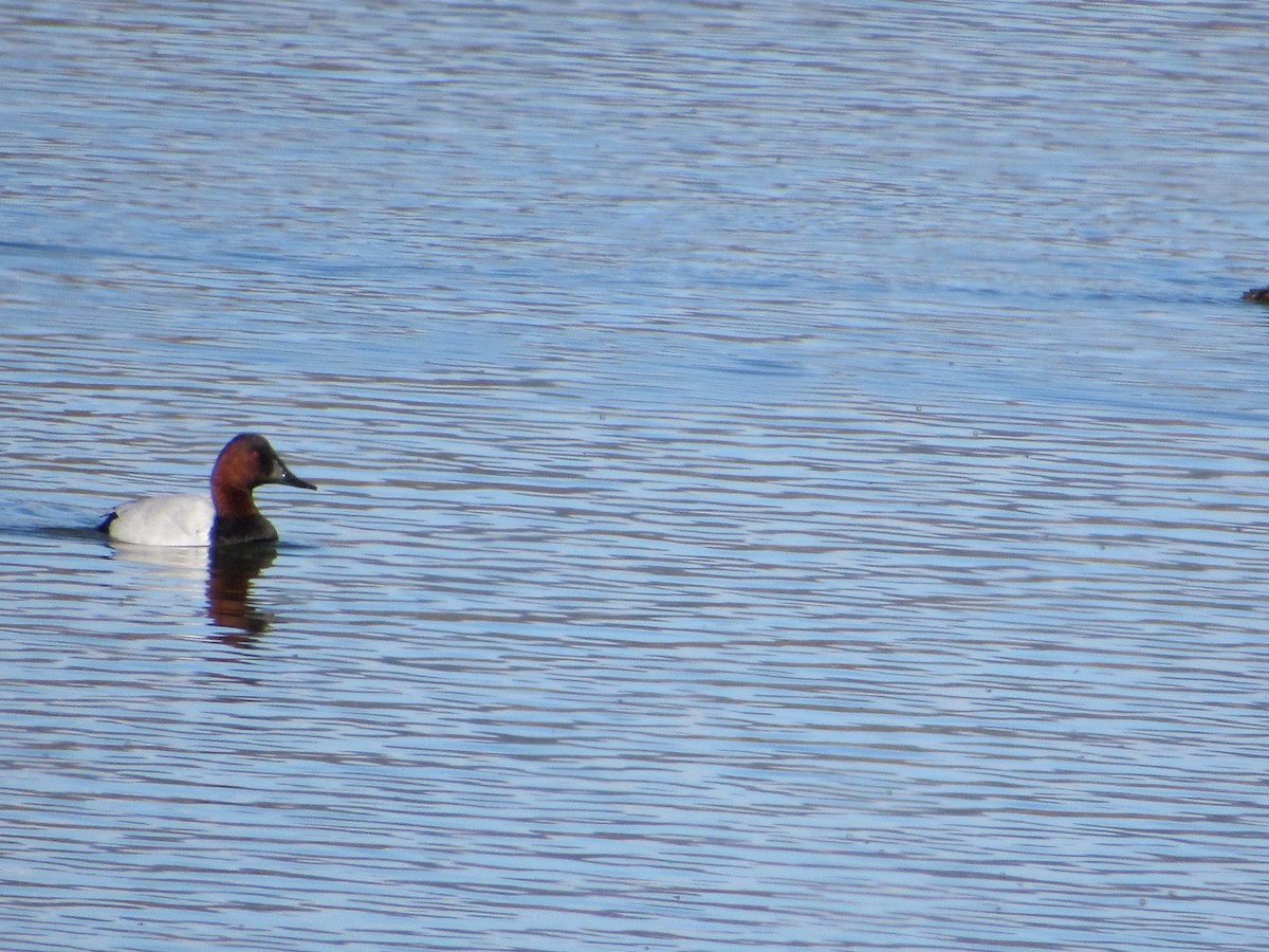 Büyük Elmabaş - ML645265473