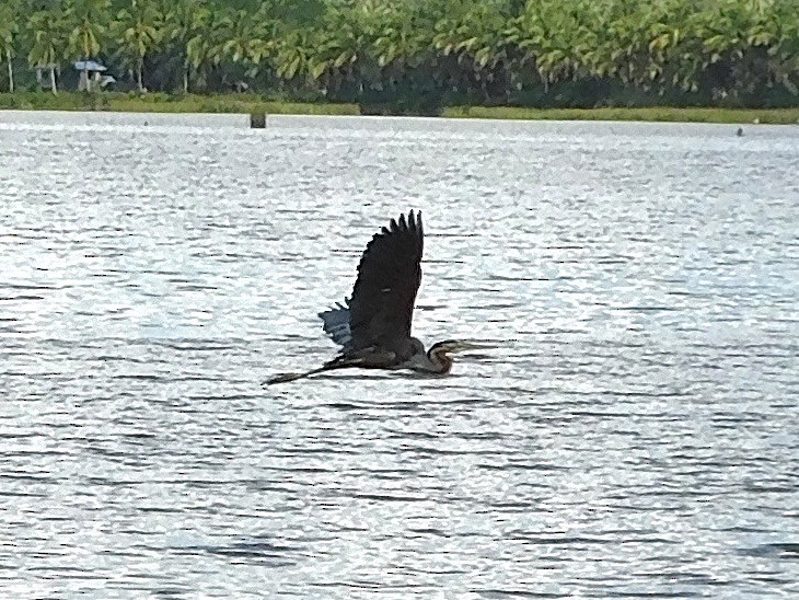 Purple Heron (Purple) - ML645265480