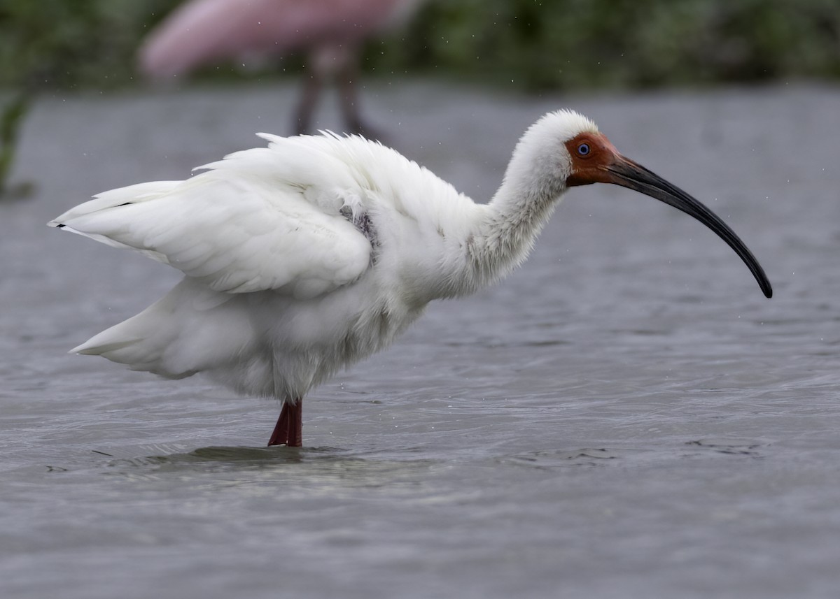 Ak Aynak - ML645265481