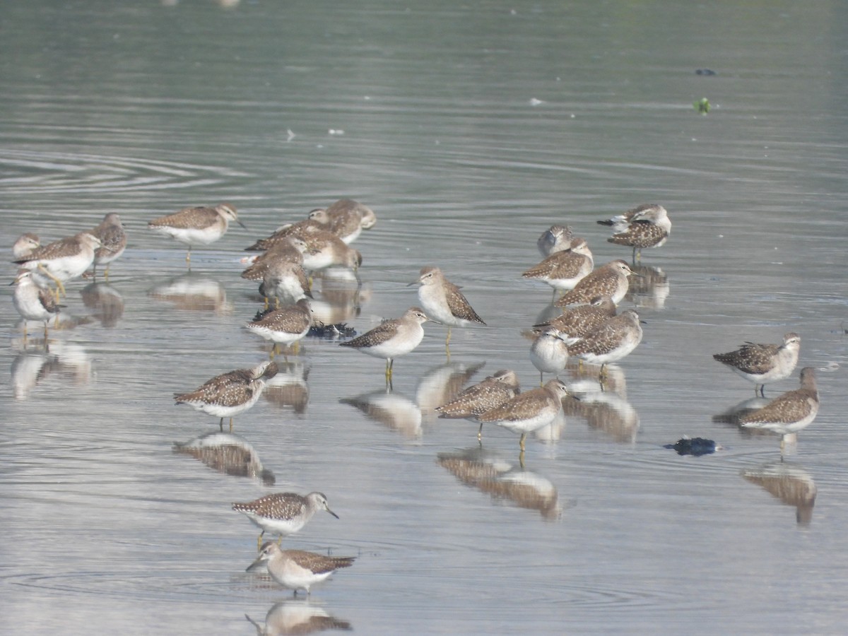 タカブシギ - ML645265482