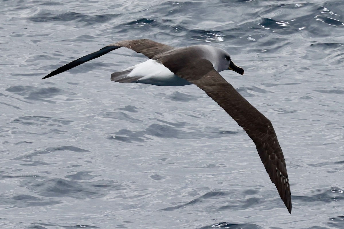 Boz Başlı Albatros - ML645265485