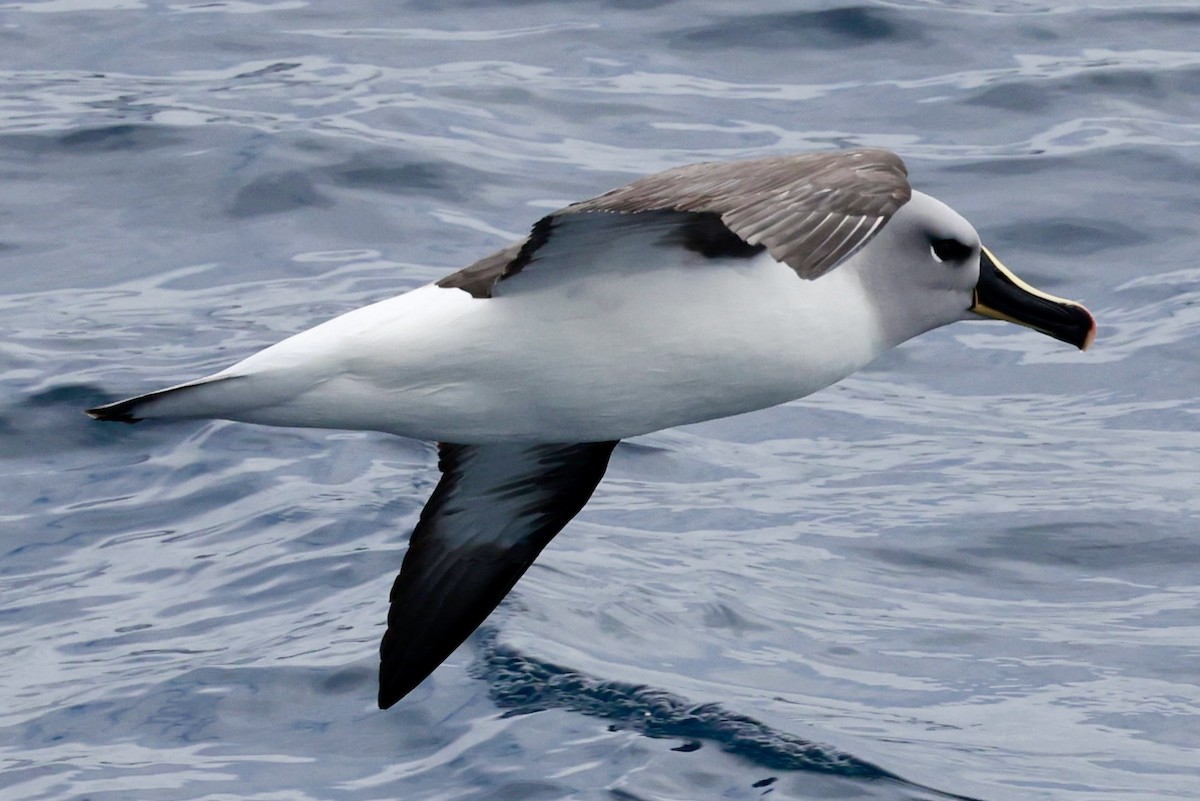 Boz Başlı Albatros - ML645265486