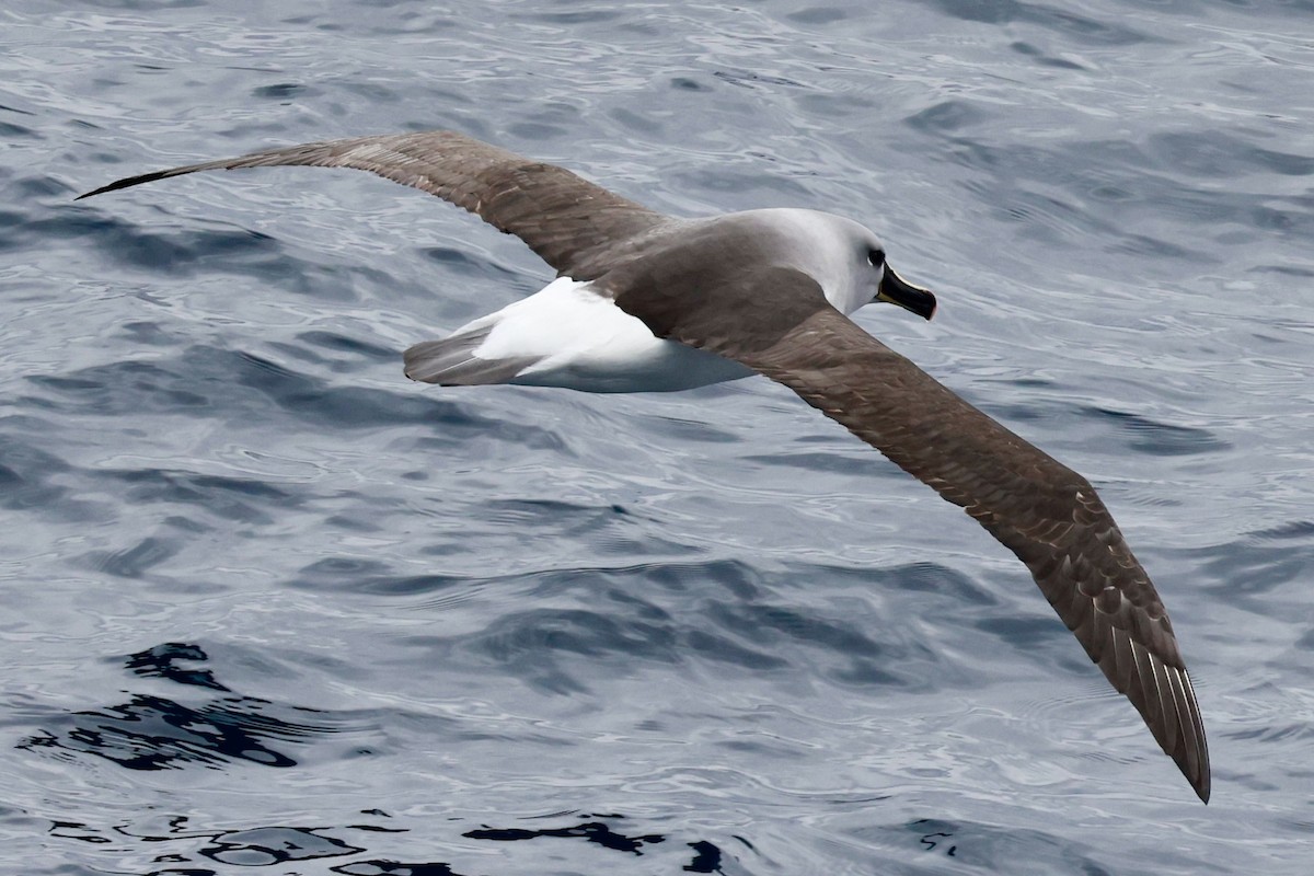 Boz Başlı Albatros - ML645265487