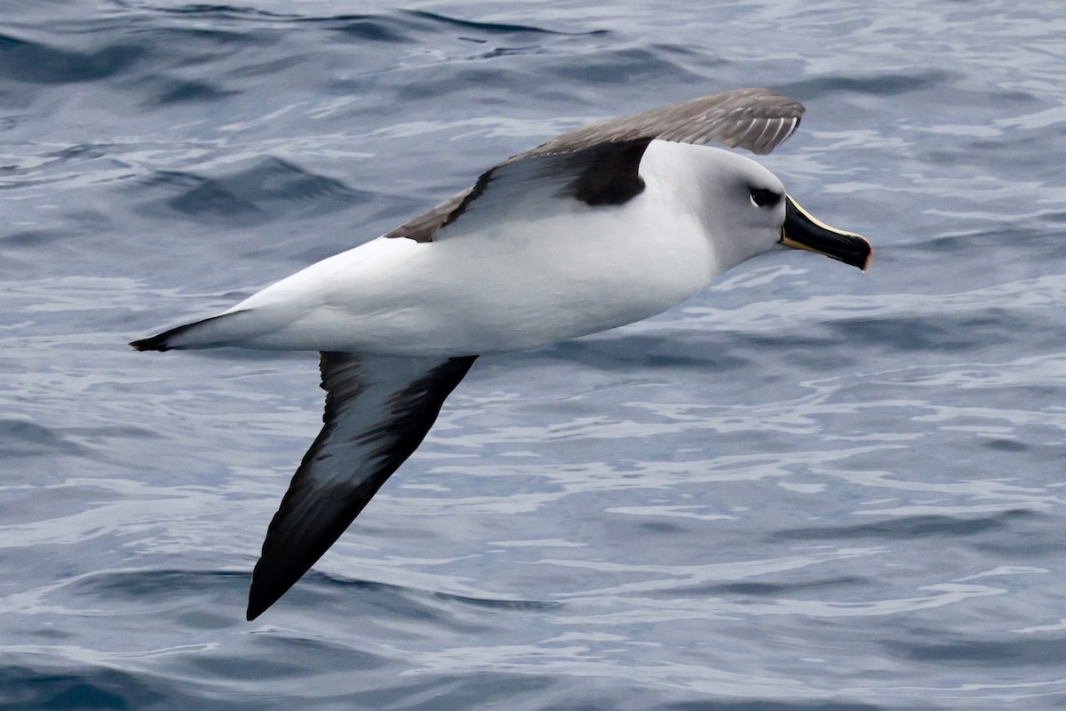 Boz Başlı Albatros - ML645265488