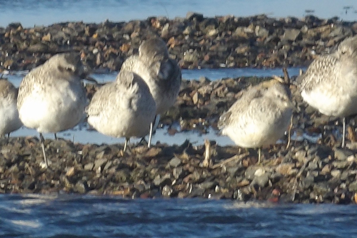 Red Knot - ML645265493
