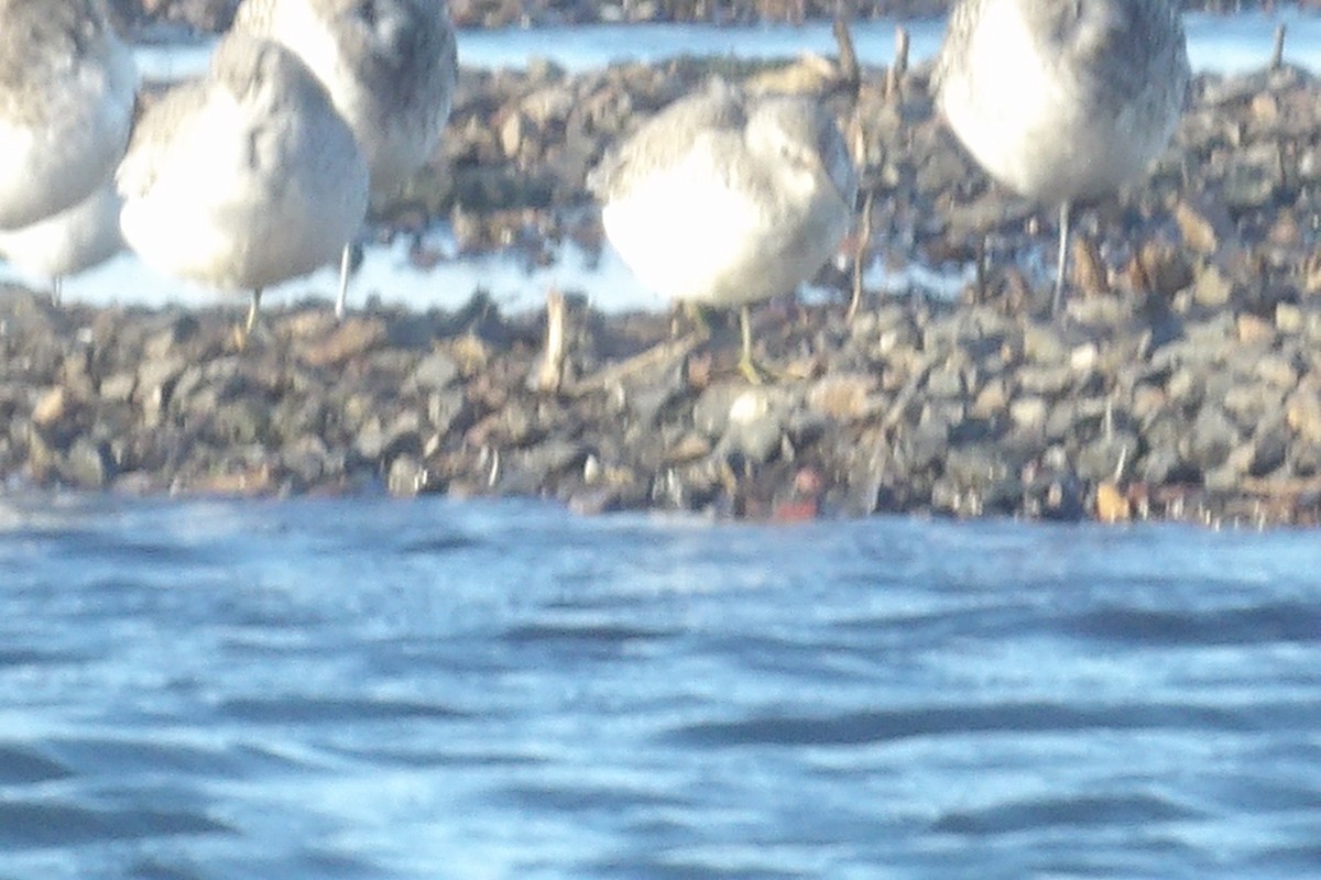 Red Knot - ML645265494