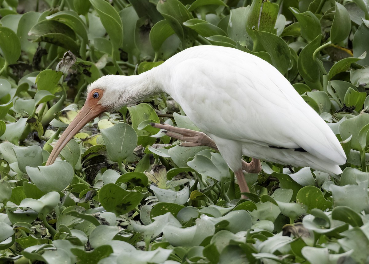 Ak Aynak - ML645265496