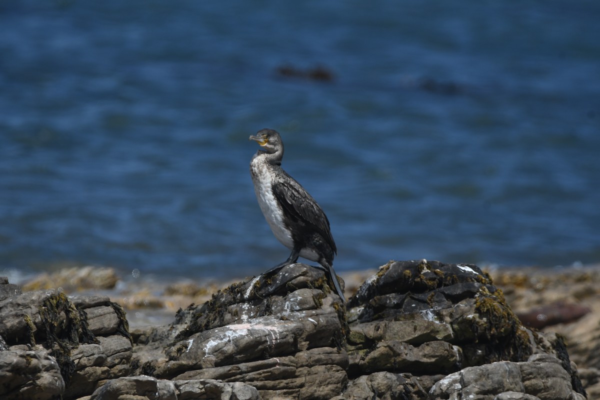 kormorán velký (ssp. lucidus) - ML645265499