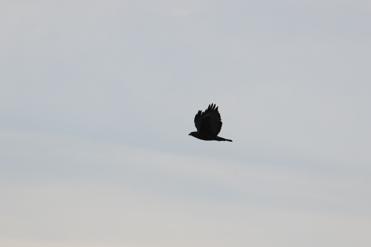 Red-tailed Hawk - ML645265502